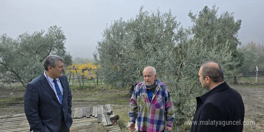 Asırlık zeytin ağaçları coğrafi işaretle tescillenecek