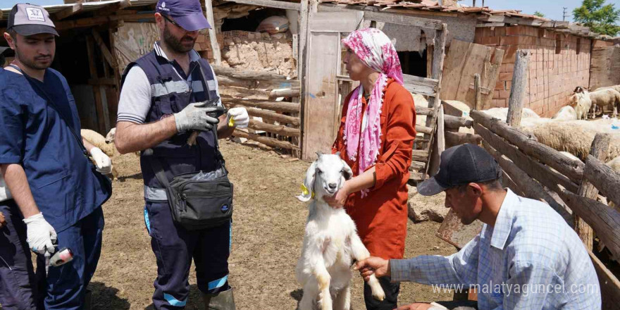 Aşısı olmayan riskli hayvana sahip çiftçilere uyarı: 'Destek alamayacaklar'