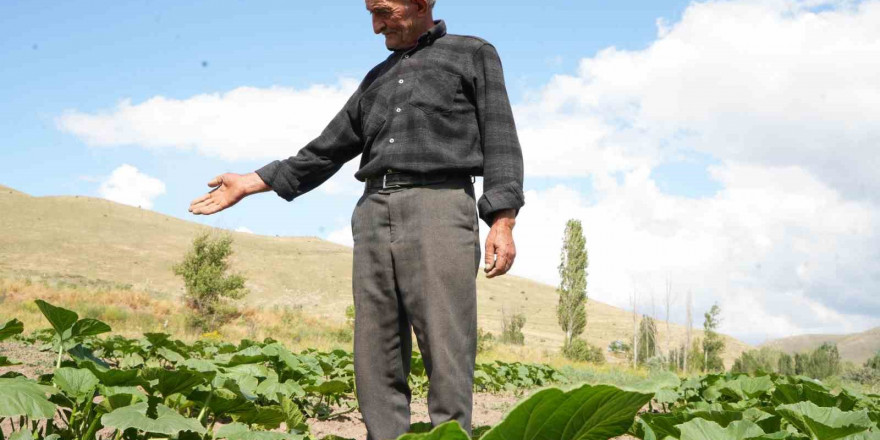 Ata tohumundan organik bal kabakları toprakla buluşturuldu