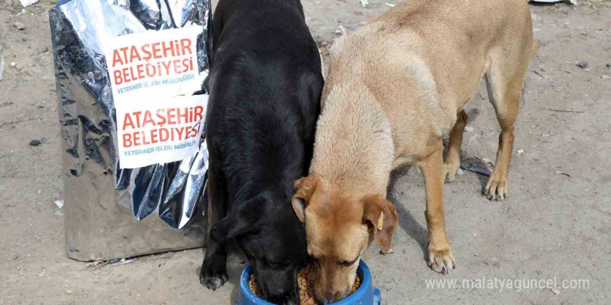 Ataşehir Belediyesi, sahiplenilen sokak köpeklerinin aşı ve mama ihtiyaçlarını karşılayacak