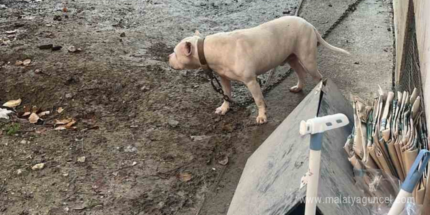 Avcılar’da ağızlıksız gezdirilen pitbull köpek kediyi parçaladı, sahibi gözaltına alındı