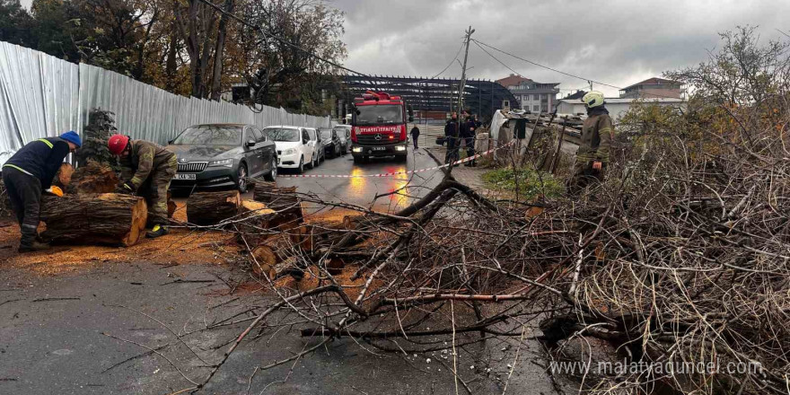 Avcılarda devrilen iğde ağacı elektrik ve internet kablolarına zarar verdi