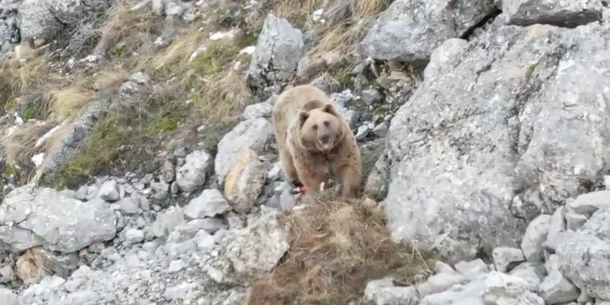 Avladığı hayvanın leşini gömen boz ayı dron ile görüntülendi