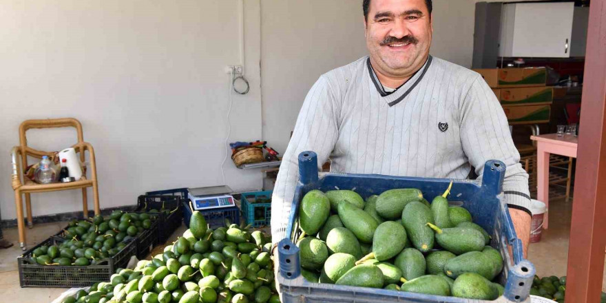 Avokado üreticileri hasat yaptı