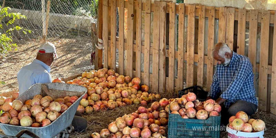 Avrupa Birliği tescilli narın hasadı başladı