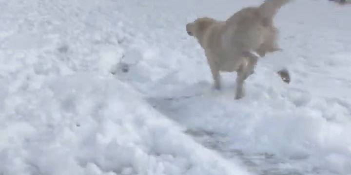 Ayder’de karda kayanlarla oynayan köpek renkli görüntüler oluşturdu