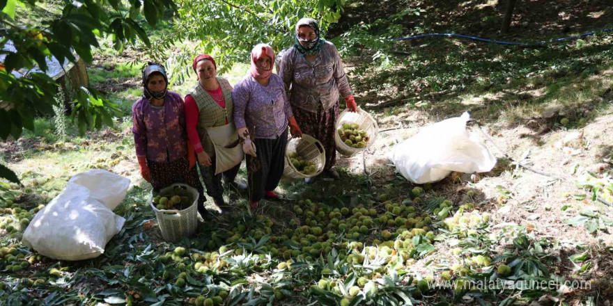 Aydın dağlarında kestane hasadı telaşı başladı