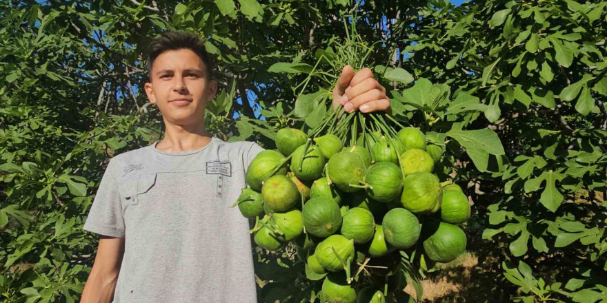 Aydın incirinde ’ilekleme’ aralıksız sürüyor