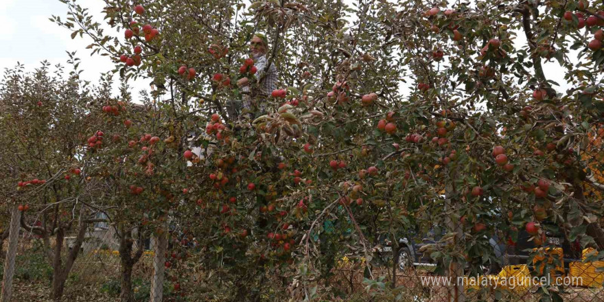 Aydın ve İzmir Yayları’nda  elma hasadı tamamlandı