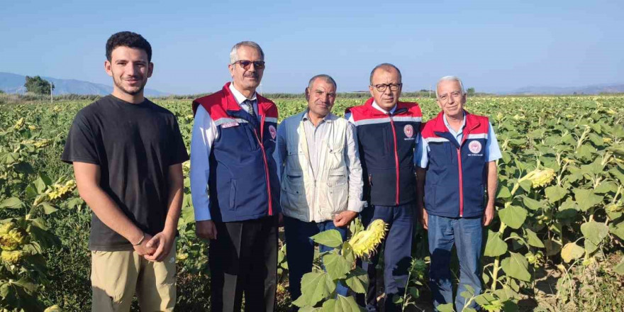 Aydın’da ayçiçeği hasadı öncesi üreticilere destek müjdesi