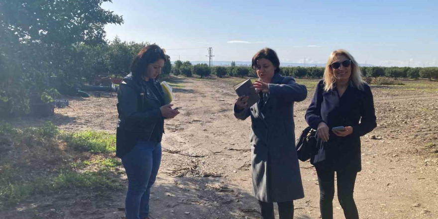 Aydın’da narenciye bahçeleri tuzaklandı