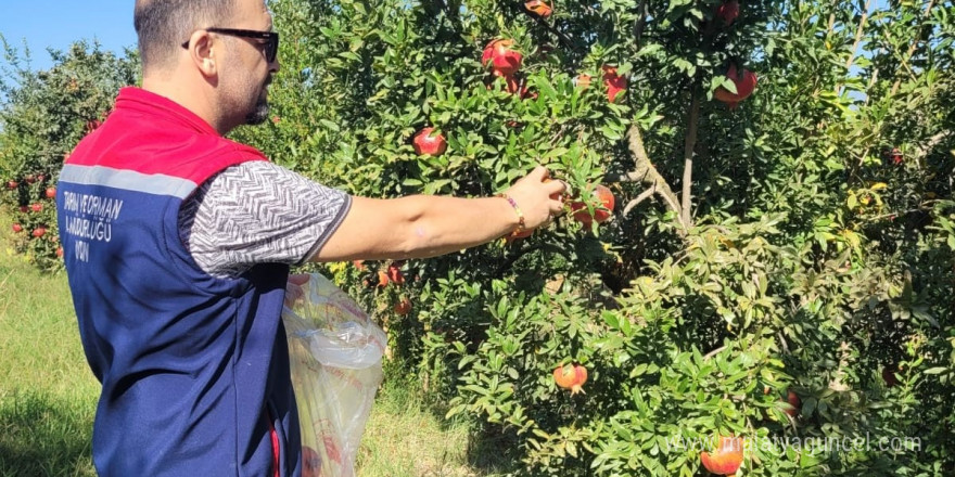 Aydın’da pestisit kalıntı analizi için nar numuneleri alındı