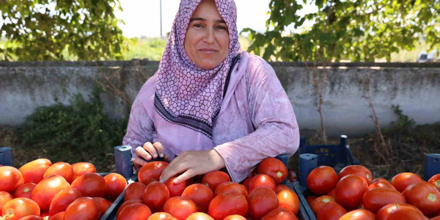 Aydın’da salça ve kışlık telaşı başladı