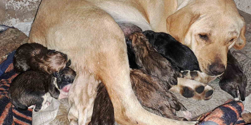 Aydın’da sokak köpeği bir batında 12 yavru doğurdu