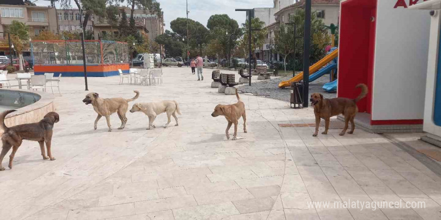 Aydın’da ‘sokak köpekleri sorunu’ büyüyor