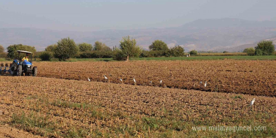 Aydın’da su kuşları, çiftçilerin tarladaki yoldaşı oluyor