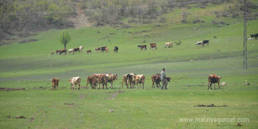 Aydın’da üreticilere hibe yem bitkisi tohumu dağıtılacak