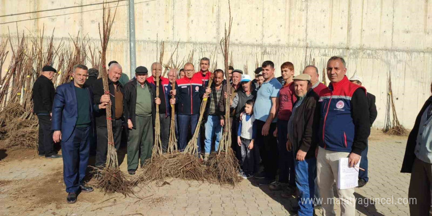 Aydın’da üreticilere kestane fidanı dağıtılıyor