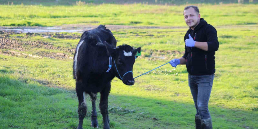 Aydın’da yürütülen ’Dişi sperma’ projesi hayvancılığa can veriyor