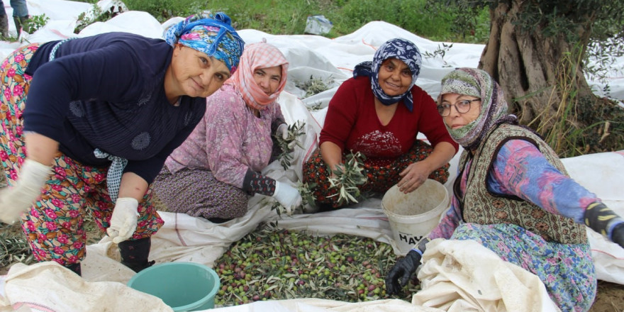 Aydın’da zeytin üreticisi zamanla yarışıyor