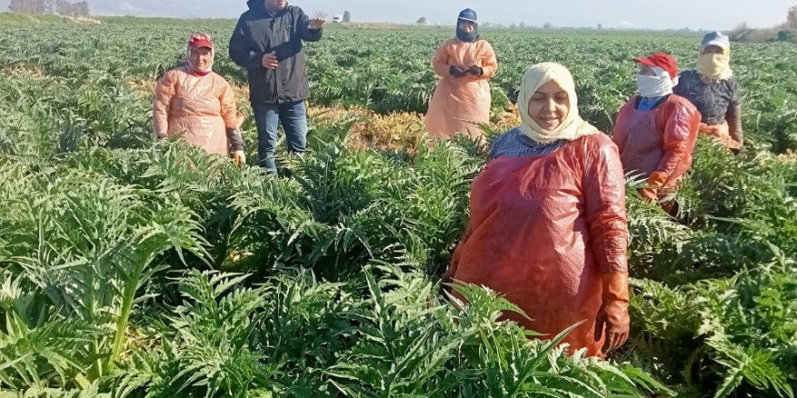 Aydın’ın sembol ürünü enginarların gelişimi kontrol edildi