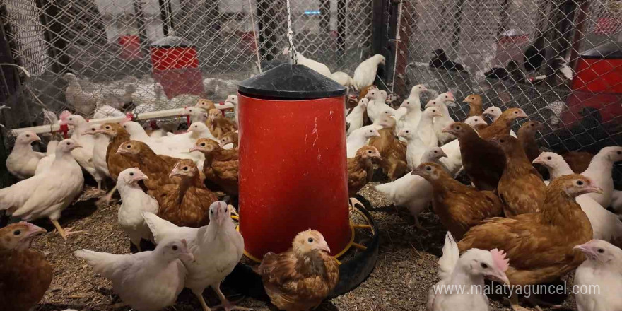 Ayhan Şahenk Tarımsal Araştırmalar Uygulama ve Araştırma Merkezi tarım ve hayvancılık üzerine çalışmalar yürütüyor