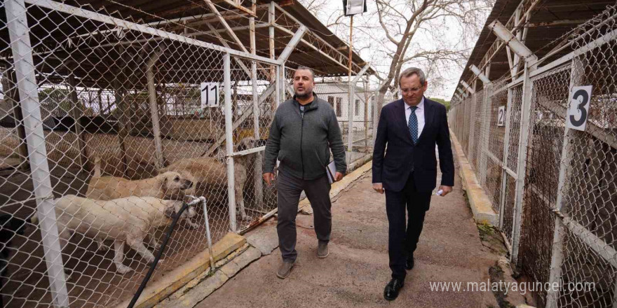 Ayvalık Belediyesi sokaktaki can dostların da yanında