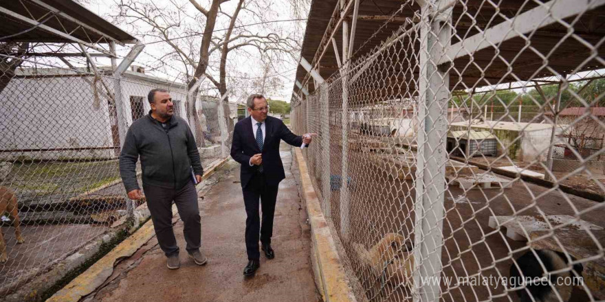 Ayvalık Belediyesi sokaktaki can dostların da yanında