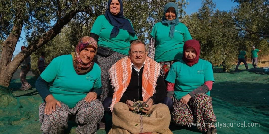 Ayvalık Belediyesi zeytinliklerinin ilk hasadı Başkan Ergin’den