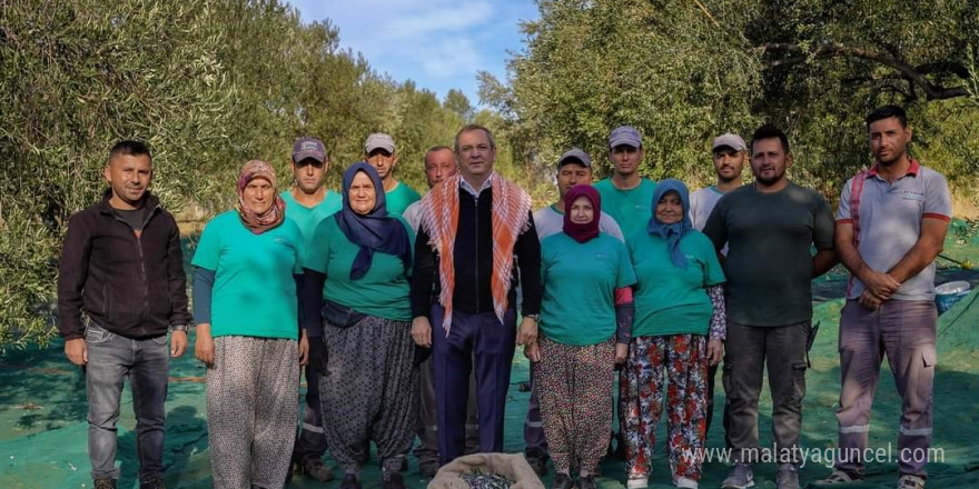 Ayvalık Belediyesi zeytinliklerinin ilk hasadı Başkan Ergin’den