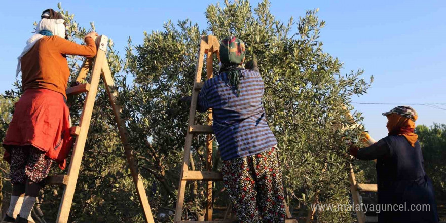 Ayvalık’ta dua ve hayır yemekleriyle ilk hasat