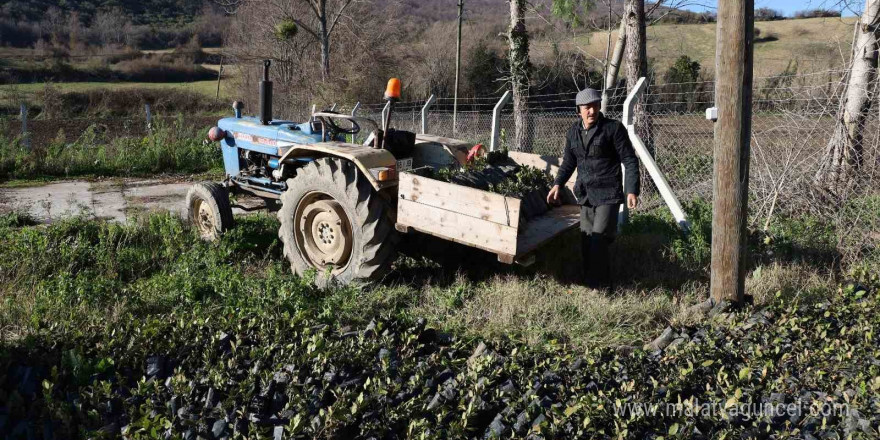 Bafra’da 9 bin 500 adet defne fidanı dağıtıldı