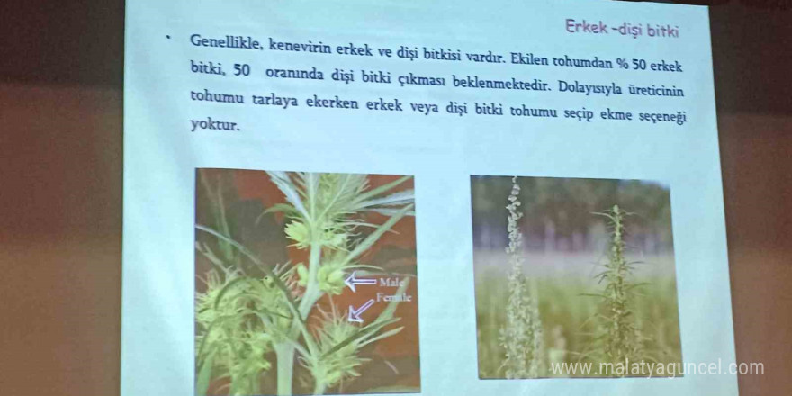 Bağımlılar, ’endüstriyel kenevir’ tarlalarına dadanmaktan vazgeçti