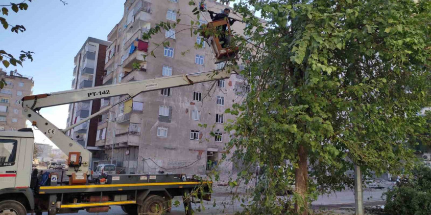 Bağlar’da görüntü kirliliği ve bakım ihtiyacı olan ağaçlar budandı