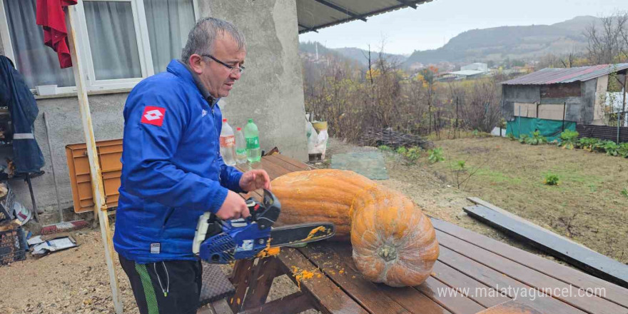 Bahçesinde yetişen 40 kiloluk dev kabağı motorlu testereyle kesebildi