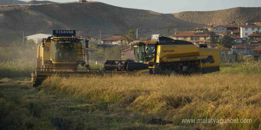 Bakan Yardımcısı Gizligider Çankırı’da çeltik hasadına katıldı