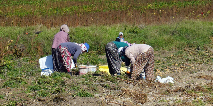 Bakanlık destekledi, çiftçiler üretti: Patateste hasat devam ediyor