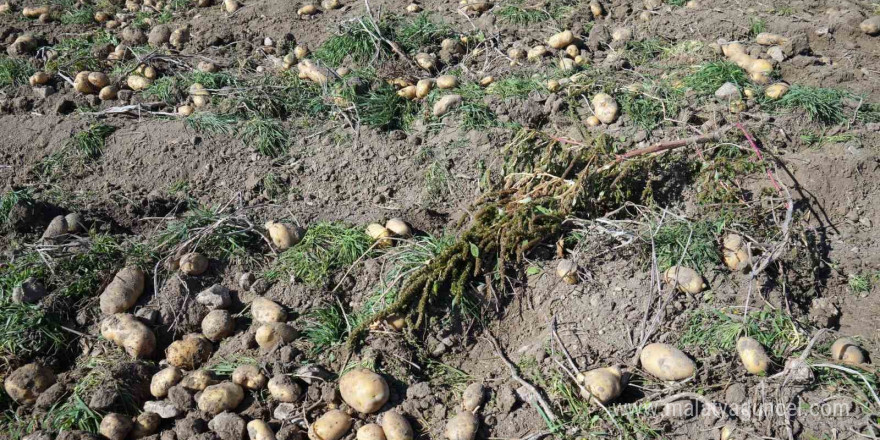 Bakanlık destekledi, çiftçiler üretti: Patateste hasat devam ediyor