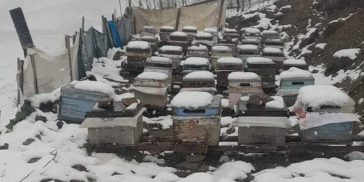 Balı ile ünlü Anzer Yaylası’na çıkan vatandaşların kar şaşkınlığı