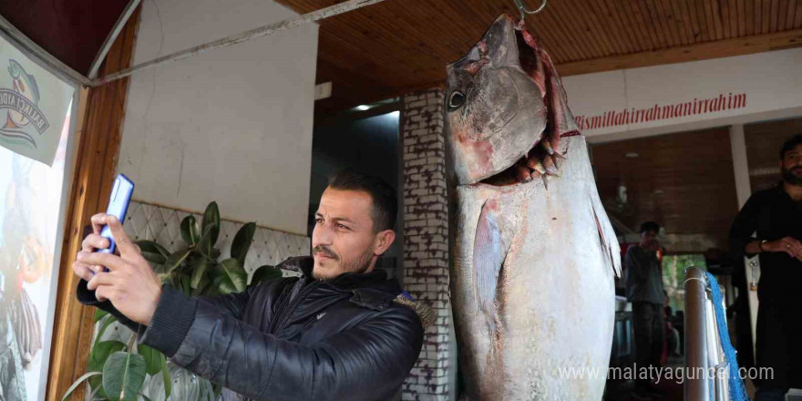 Balıkçı ağına insan boyunda orkinos takıldı