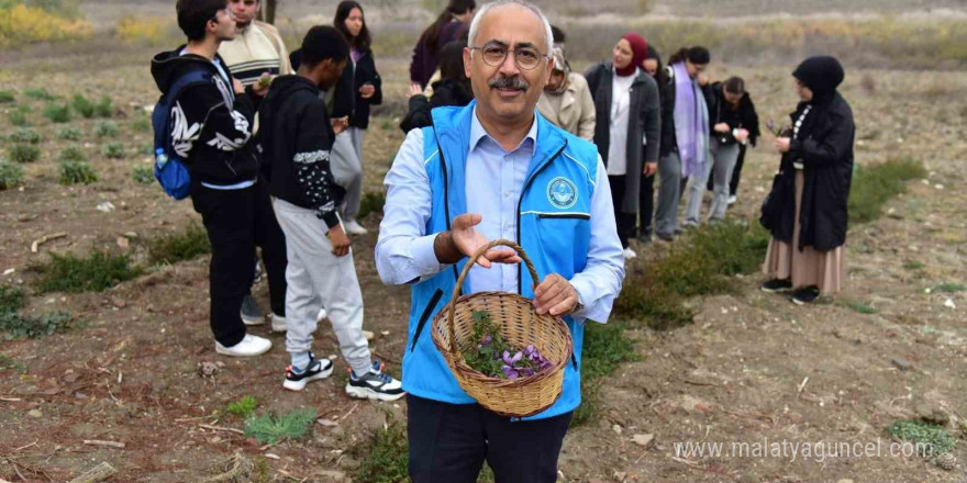 Balıkesir’de botanik bahçesinde ilk safran hasadı yapıldı