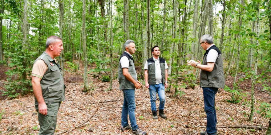 Balıkesir’de kayın ormanlarından bereket yağıyor