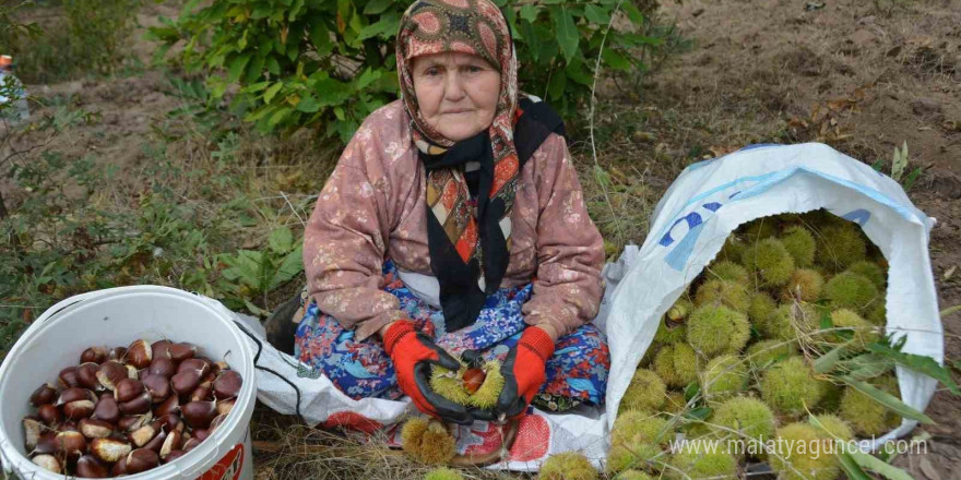 Balıkesir’de kestane hasadı başladı