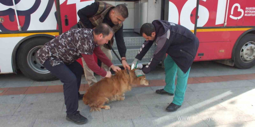 Balıkesir’de sokak hayvanları çok şanslı