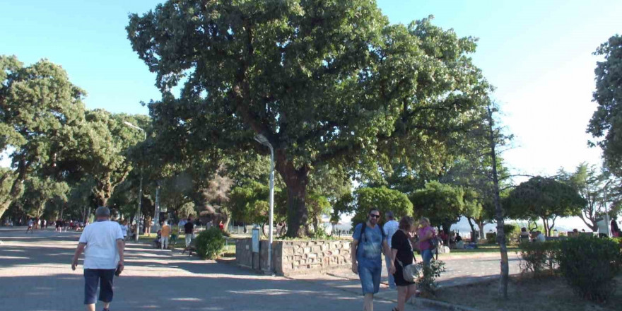 Balıkesir’de tarihi meşe ağaçları koruma altına alındı