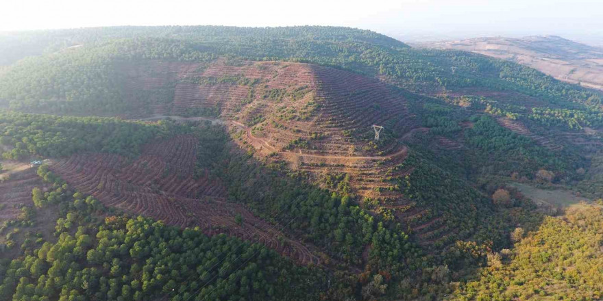 Balıkesir’e 261 dekarlık yeni bal ormanı