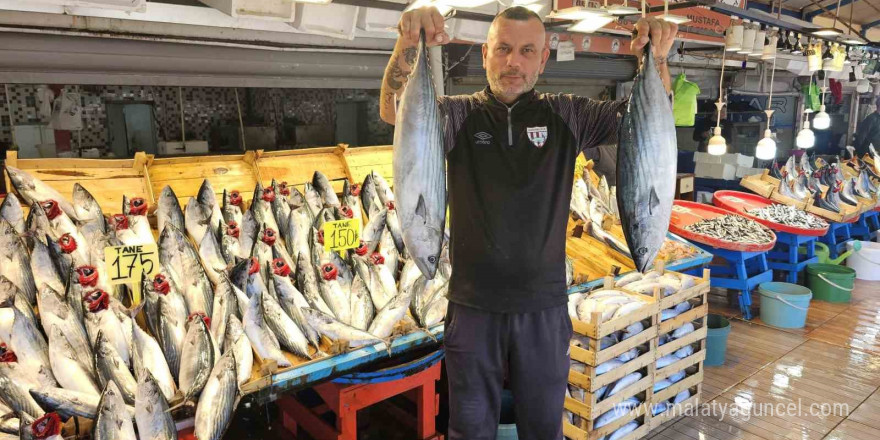 Bandırma Balık Hali’nde palamut bayramı yaşanıyor