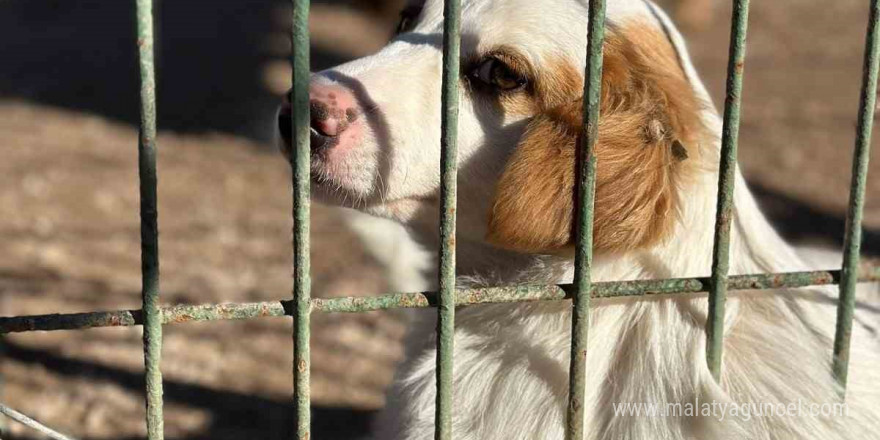 “Barınaktan Okullara Sevimli Dost” projesi kabul edildi