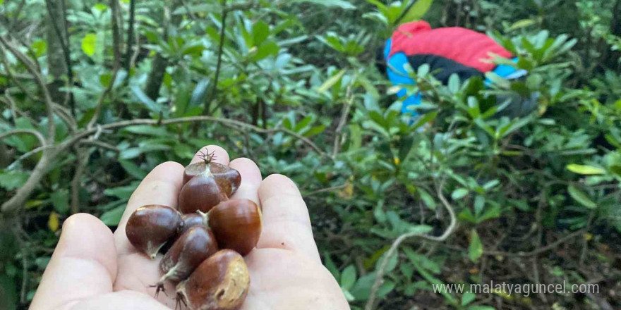 Bartın’da kestane hasadı başladı