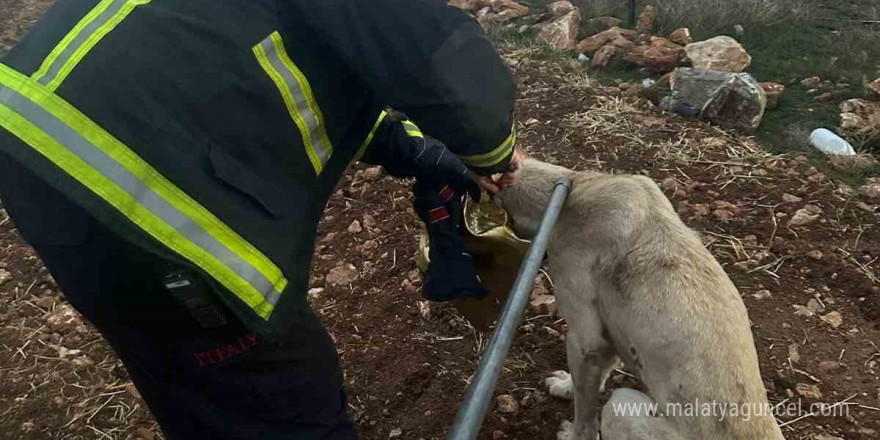 Başı tenekeye sıkışan köpeğin imdadına itfaye yetişti